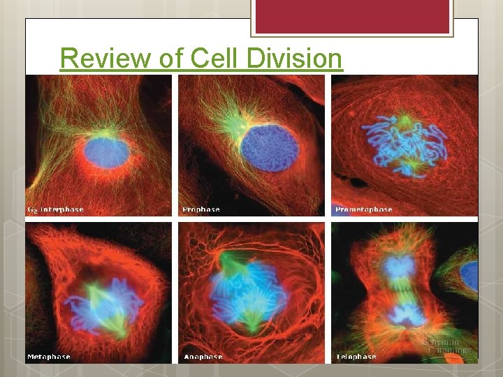 Review of Cell Division 