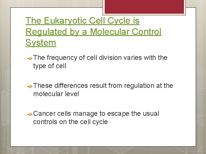 The Eukaryotic Cell Cycle is Regulated by a Molecular Control System The frequency of