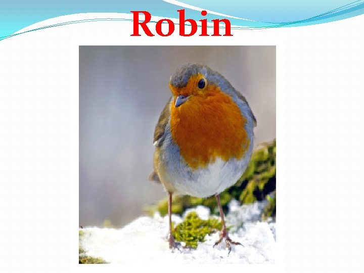 Robin 