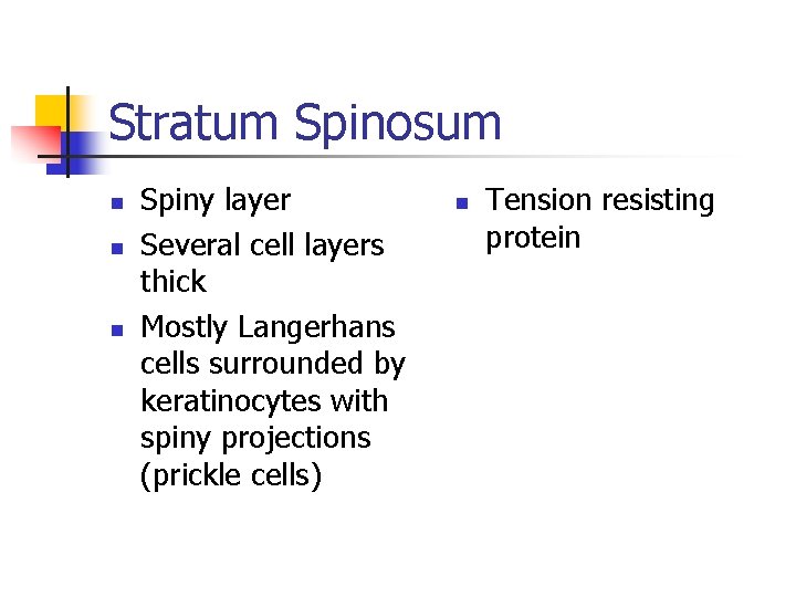 Stratum Spinosum n n n Spiny layer Several cell layers thick Mostly Langerhans cells Stratum Spinosum n n n Spiny layer Several cell layers thick Mostly Langerhans cells