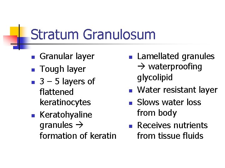 Stratum Granulosum n n Granular layer Tough layer 3 – 5 layers of flattened Stratum Granulosum n n Granular layer Tough layer 3 – 5 layers of flattened