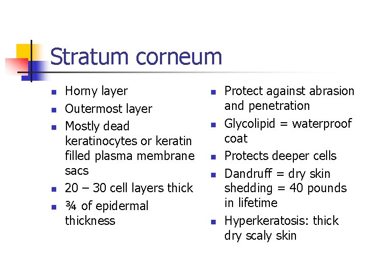 Stratum corneum n n n Horny layer Outermost layer Mostly dead keratinocytes or keratin Stratum corneum n n n Horny layer Outermost layer Mostly dead keratinocytes or keratin