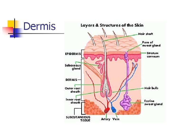 Dermis Dermis