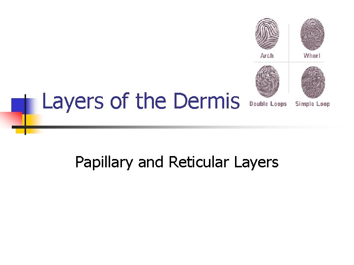 Layers of the Dermis Papillary and Reticular Layers Layers of the Dermis Papillary and Reticular Layers