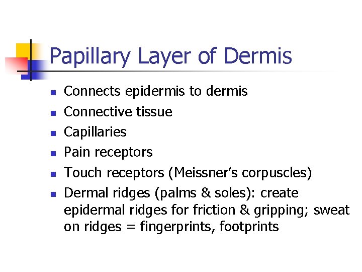 Papillary Layer of Dermis n n n Connects epidermis to dermis Connective tissue Capillaries Papillary Layer of Dermis n n n Connects epidermis to dermis Connective tissue Capillaries