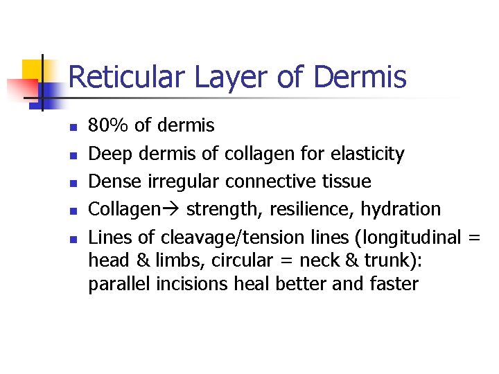 Reticular Layer of Dermis n n n 80% of dermis Deep dermis of collagen Reticular Layer of Dermis n n n 80% of dermis Deep dermis of collagen