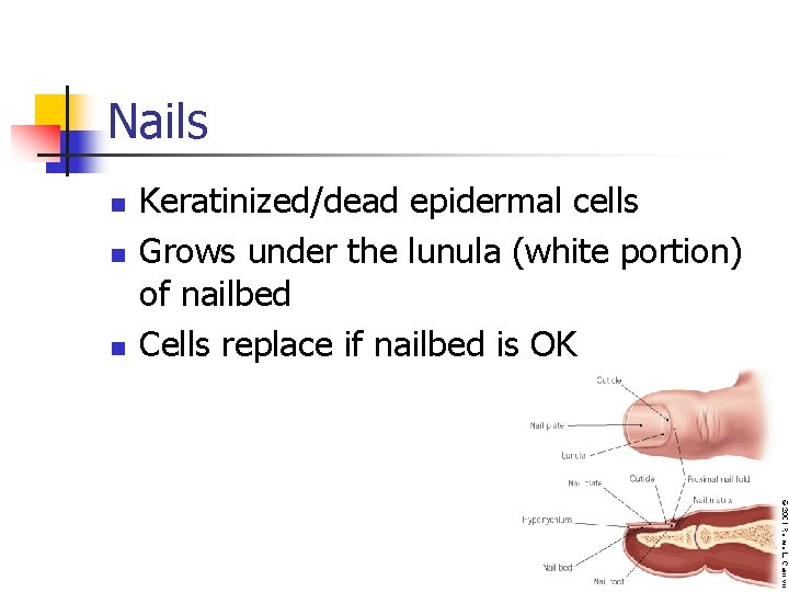 Nails n n n Keratinized/dead epidermal cells Grows under the lunula (white portion) of Nails n n n Keratinized/dead epidermal cells Grows under the lunula (white portion) of
