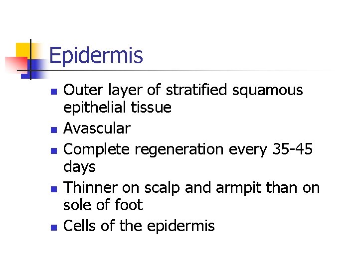 Epidermis n n n Outer layer of stratified squamous epithelial tissue Avascular Complete regeneration Epidermis n n n Outer layer of stratified squamous epithelial tissue Avascular Complete regeneration