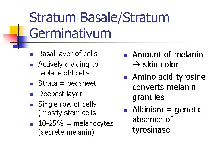 Stratum Basale/Stratum Germinativum n n n Basal layer of cells Actively dividing to replace Stratum Basale/Stratum Germinativum n n n Basal layer of cells Actively dividing to replace
