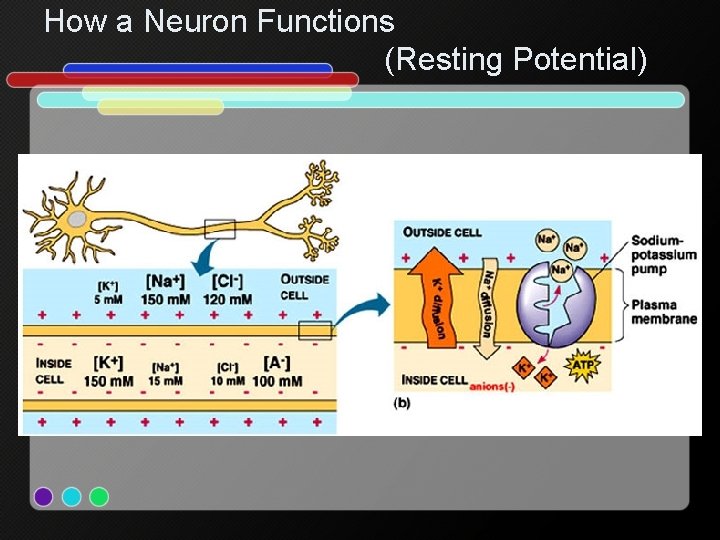 How a Neuron Functions (Resting Potential) 