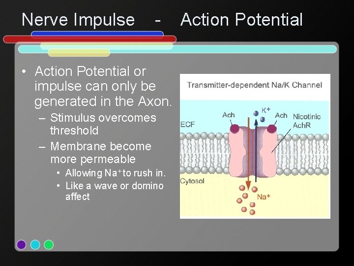Nerve Impulse - • Action Potential or impulse can only be generated in the