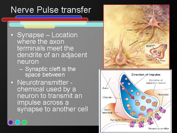 Nerve Pulse transfer • Synapse – Location where the axon terminals meet the dendrite