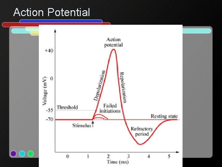Action Potential 