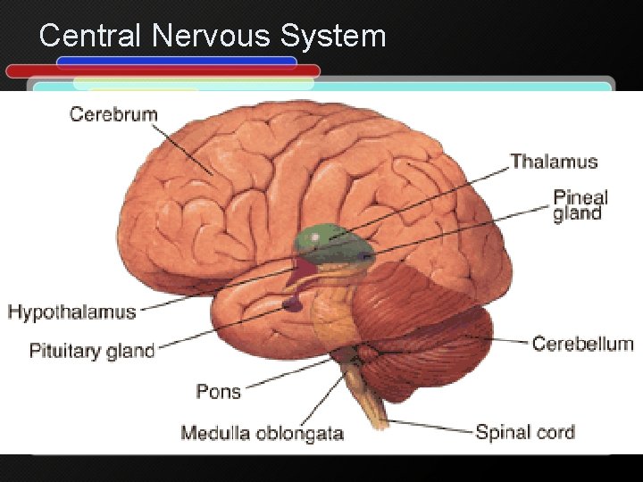 Central Nervous System 