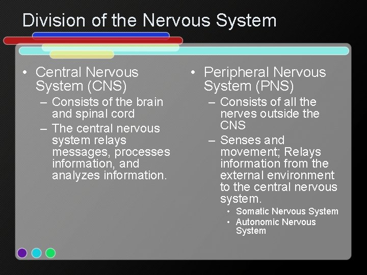 Division of the Nervous System • Central Nervous System (CNS) – Consists of the