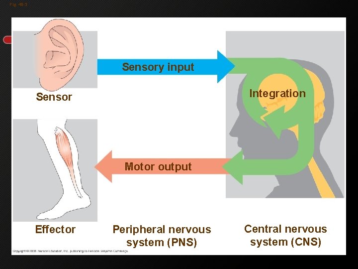 Fig. 48 -3 Sensory input Integration Sensor Motor output Effector Peripheral nervous system (PNS)