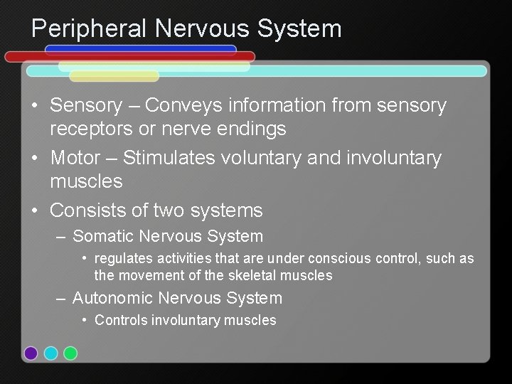 Peripheral Nervous System • Sensory – Conveys information from sensory receptors or nerve endings
