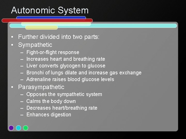 Autonomic System • Further divided into two parts: • Sympathetic – – – Fight-or-flight