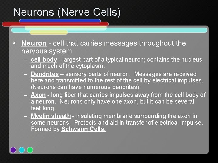 Neurons (Nerve Cells) • Neuron - cell that carries messages throughout the nervous system