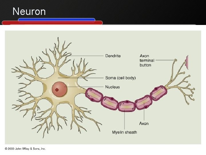Neuron 