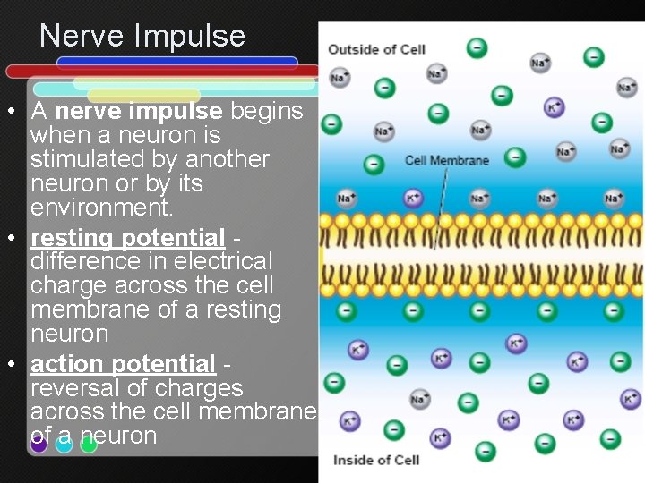 Nerve Impulse • A nerve impulse begins when a neuron is stimulated by another