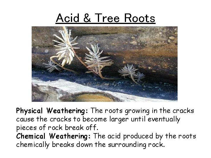 Acid & Tree Roots Physical Weathering: The roots growing in the cracks cause the