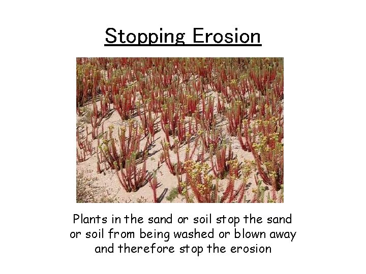 Stopping Erosion Plants in the sand or soil stop the sand or soil from