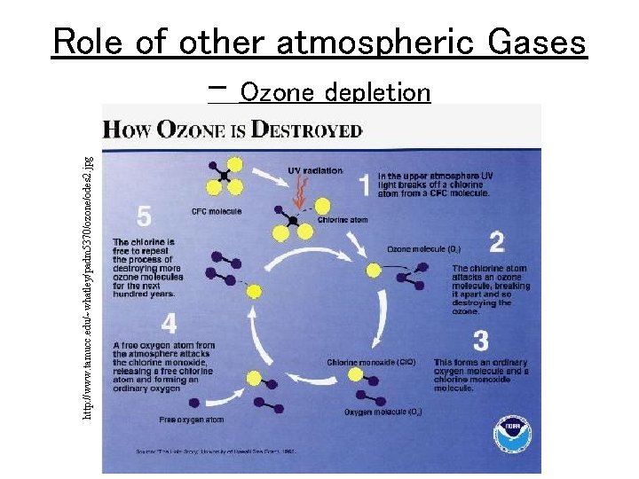 http: //www. tamucc. edu/~whatley/padm 5370/ozone/odes 2. jpg Role of other atmospheric Gases – Ozone