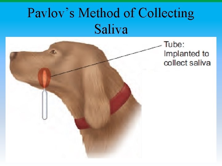 Pavlov’s Method of Collecting Saliva 