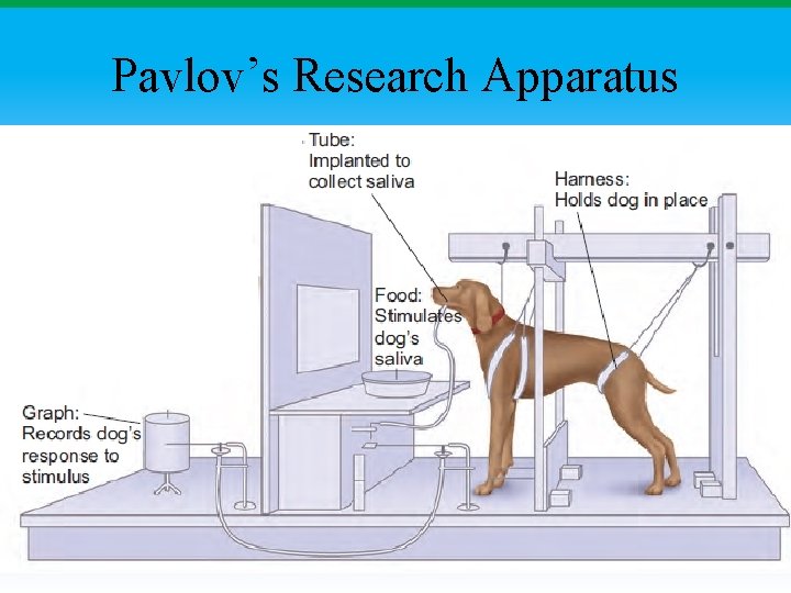 Pavlov’s Research Apparatus 