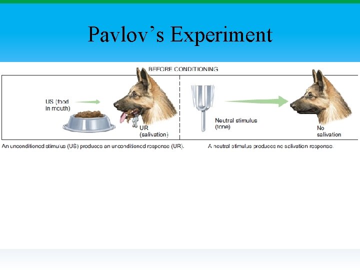Pavlov’s Experiment 