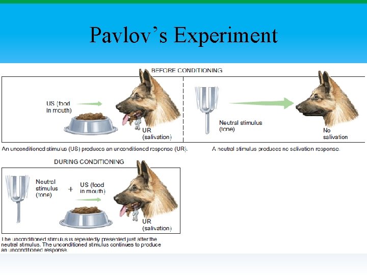 Pavlov’s Experiment 