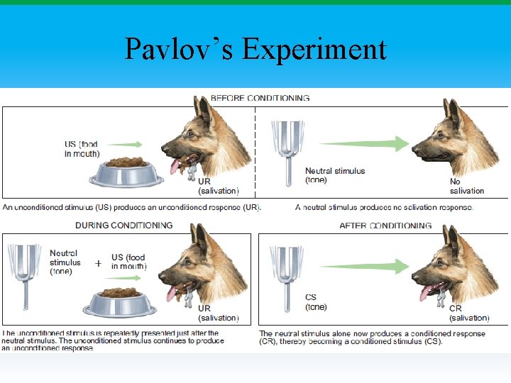 Pavlov’s Experiment 