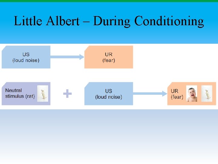 Little Albert – During Conditioning 