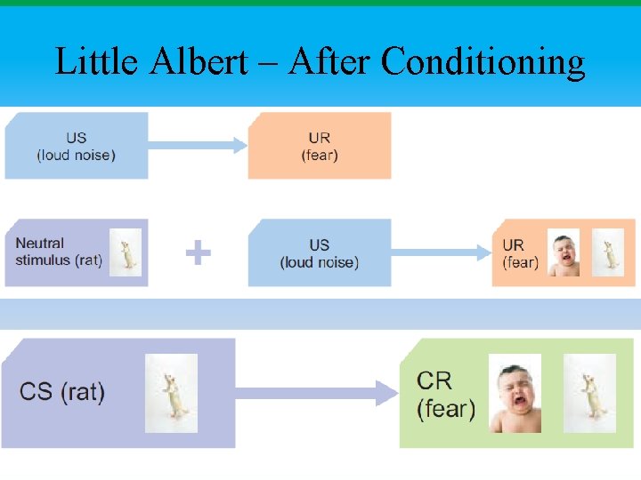 Little Albert – After Conditioning 