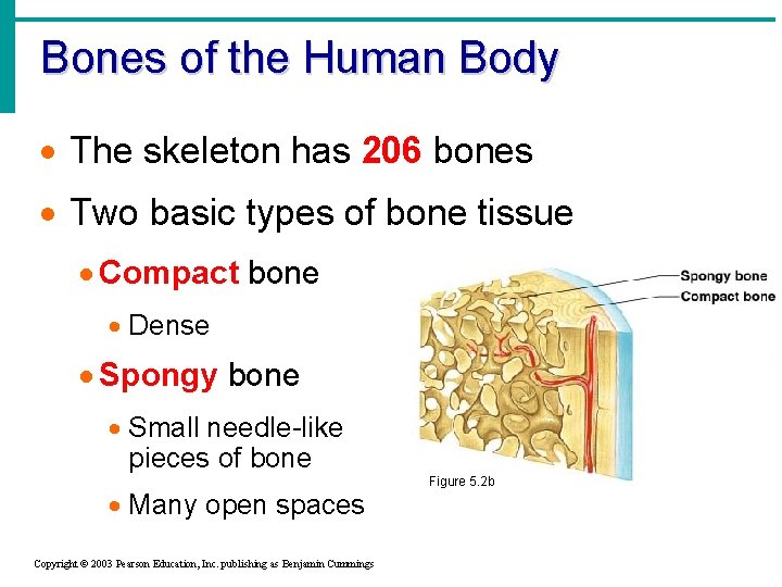 Bones of the Human Body · The skeleton has 206 bones · Two basic