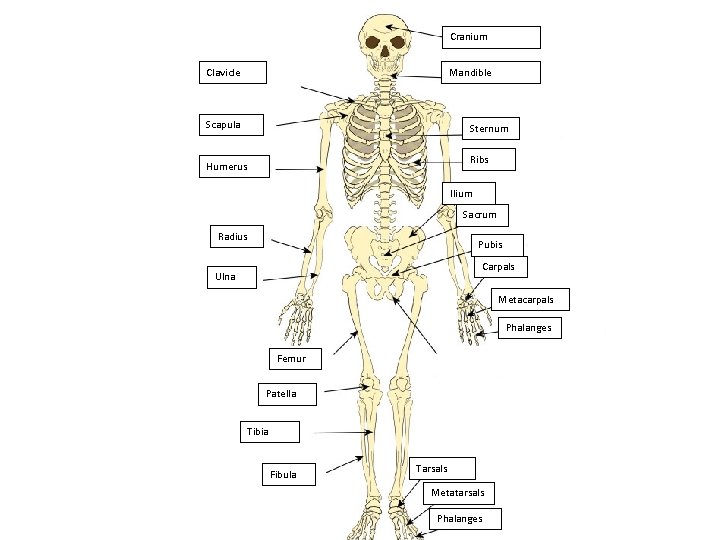 Cranium Clavicle Mandible Scapula Sternum Ribs Humerus Ilium Sacrum Radius Pubis Carpals Ulna Metacarpals