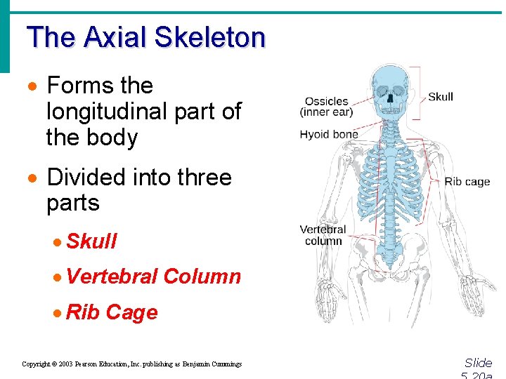 The Axial Skeleton · Forms the longitudinal part of the body · Divided into