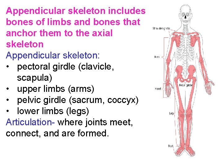 Appendicular skeleton includes bones of limbs and bones that anchor them to the axial