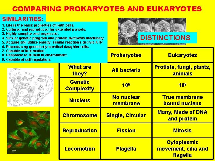COMPARING PROKARYOTES AND EUKARYOTES SIMILARITIES: 1. Life is the basic properties of both cells.