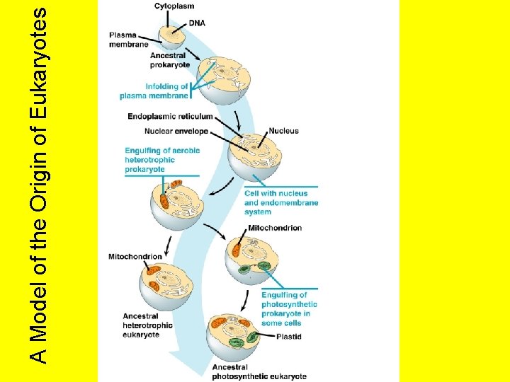 A Model of the Origin of Eukaryotes 