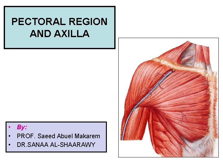PECTORAL REGION AND AXILLA • By: • PROF. Saeed Abuel Makarem • DR. SANAA