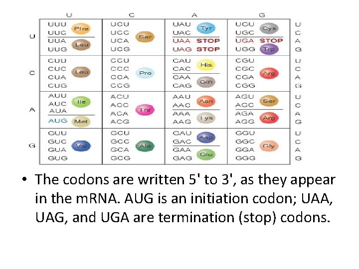 Protein formation The genes in DNA encode protein