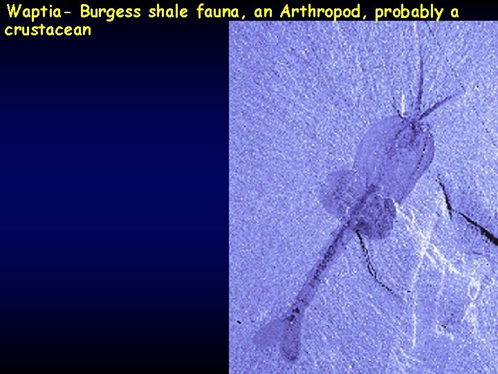 Waptia- Burgess shale fauna, an Arthropod, probably a crustacean 