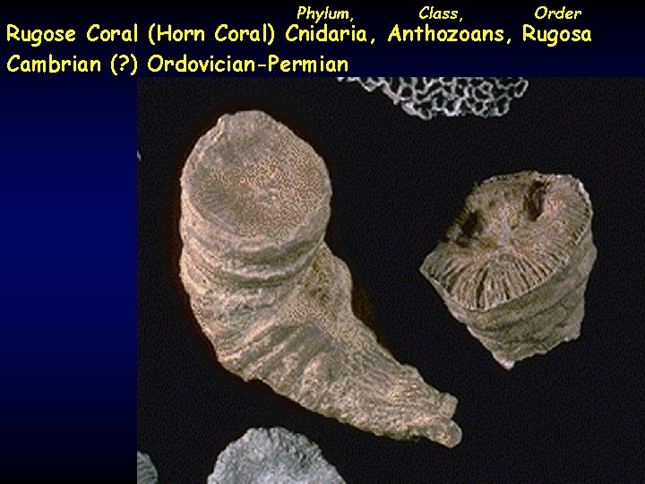 Phylum, Class, Order Rugose Coral (Horn Coral) Cnidaria, Anthozoans, Rugosa Cambrian (? ) Ordovician-Permian