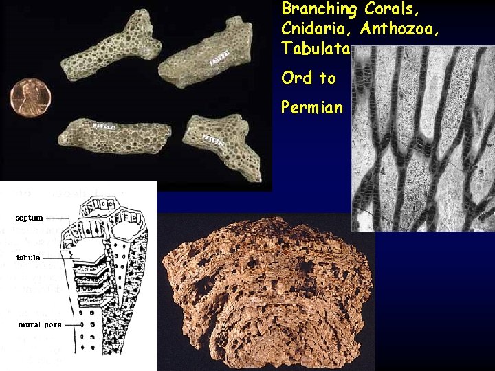 Branching Corals, Cnidaria, Anthozoa, Tabulata Ord to Permian 