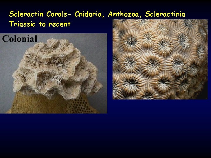 Scleractin Corals- Cnidaria, Anthozoa, Scleractinia Triassic to recent 