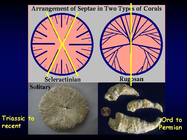 Triassic to recent Ord to Permian 