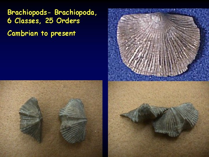 Brachiopods- Brachiopoda, 6 Classes, 25 Orders Cambrian to present 