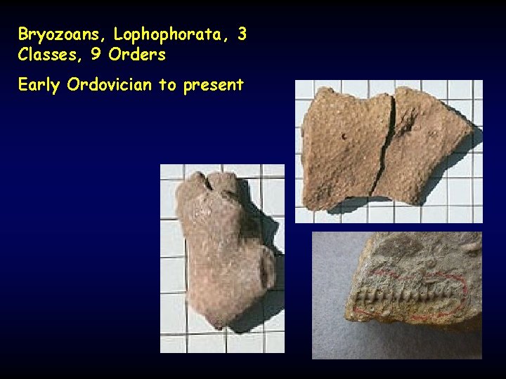 Bryozoans, Lophophorata, 3 Classes, 9 Orders Early Ordovician to present 